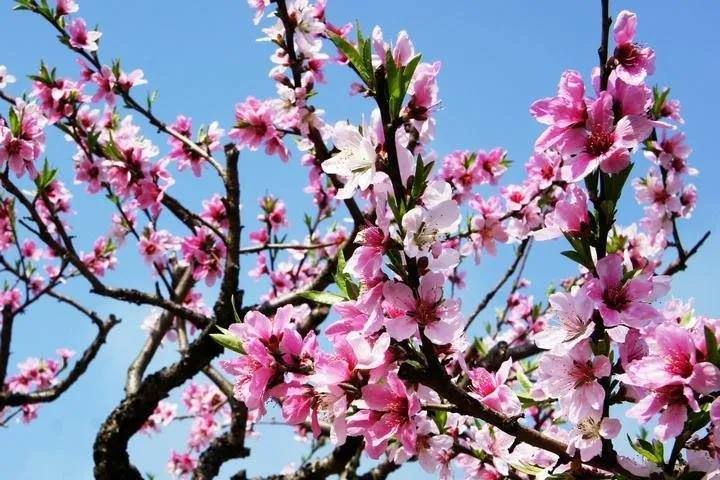 2020年三八婦女節，久久久久无码精品国产AV蜜桃1不一樣！