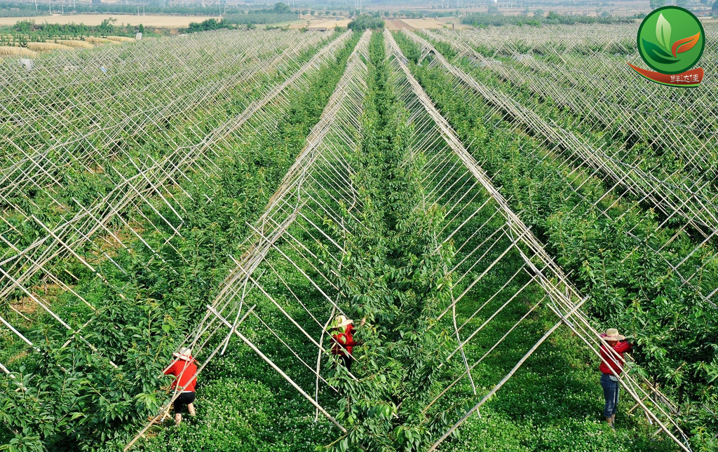 南沙農業国产蜜桃一区二区三区高潮